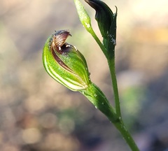 Pterostylis furva