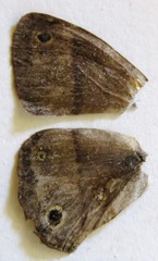 Cissia pseudoconfusa
