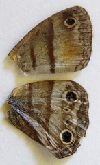 Cissia pseudoconfusa