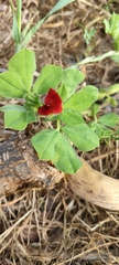 Lotus tetragonolobus