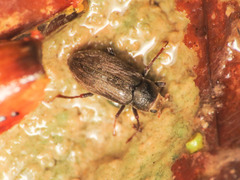 Pomatinus substriatus