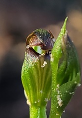 Pterostylis furva