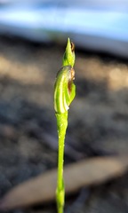 Pterostylis furva
