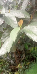 Magnoliopsida