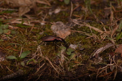 Carabus irregularis
