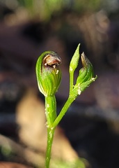 Pterostylis furva