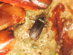 Pomatinus substriatus