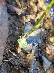 Pterostylis furva
