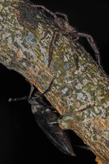 Nadezhdiella cantori