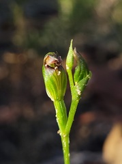 Pterostylis furva