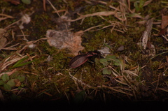Carabus irregularis
