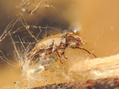 Pomatinus substriatus