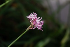 Nerine humilis