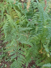 Pteris dentata