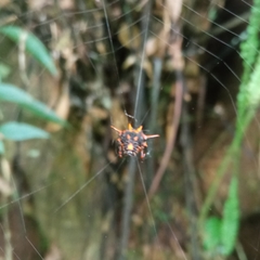 Macracantha