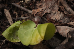 Asarum caucasicum