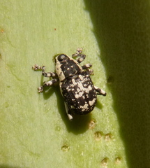 Peltophorus polymitus
