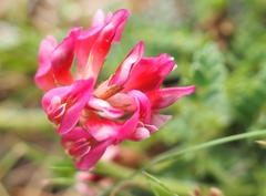 Astragalus incanus