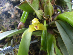 Maxillaria moralesii