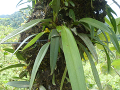 Maxillaria moralesii
