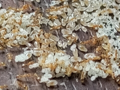 Monomorium pharaonis