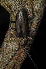 Nadezhdiella cantori