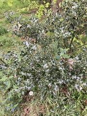 Ilex aquifolium