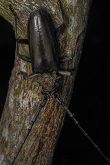 Nadezhdiella cantori
