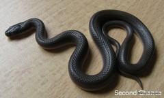 Lycodonomorphus laevissimus