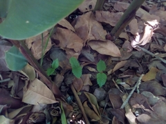 Campanula prenanthoides