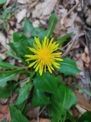 Taraxacum officinale