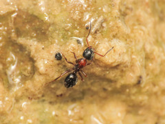 Camponotus dalmaticus