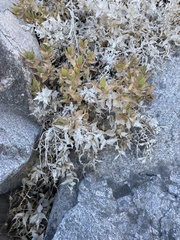 Ambrosia ilicifolia