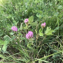 Trifolium pratense