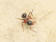 Camponotus dalmaticus