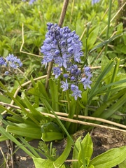Hyacinthoides italica