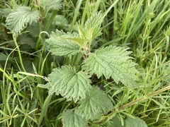 Urtica dioica