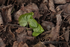 Asarum caucasicum
