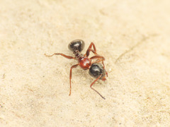 Camponotus dalmaticus