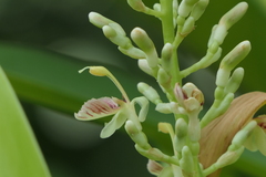 Alpinia calcarata