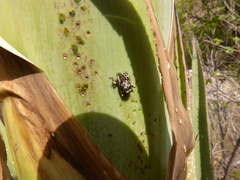 Peltophorus polymitus