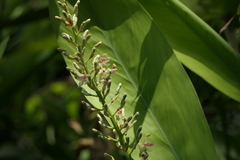 Alpinia calcarata