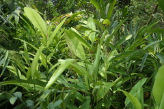 Alpinia calcarata