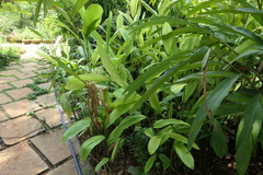 Alpinia calcarata