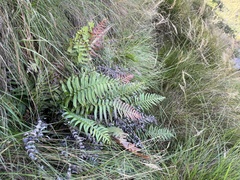 Blechnum attenuatum