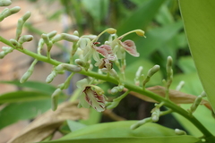 Alpinia calcarata