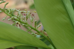 Alpinia calcarata