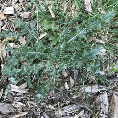 Cirsium arvense