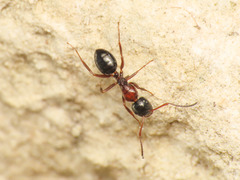 Camponotus dalmaticus