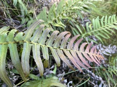 Blechnum attenuatum